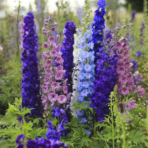 The Art of Magical Waterworks: Unleashing Delphiniums in Fountains